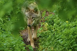 Canis Lupus Habitat Drucke: A wolf creeps cautiously through a dense