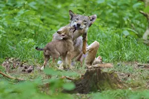 Gray Wolf Family Portrait Drucke: A wolf and her cub show affection in the heart of the forest