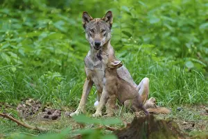 Gerahmter Druck : Ein Wolf mit einem Jungen in einem dichten Wald. Gerahmter Druck : Ein Wolf mit einem Jungen in einem dichten Wald.