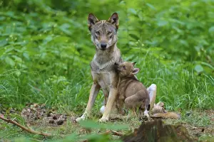 Wolf Cub In Forest Drucke: A wolf with a cub in a green forest