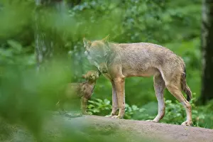 Central Europe Wildlife Photos Drucke: A wolf cub shows affection for its mother in the forest