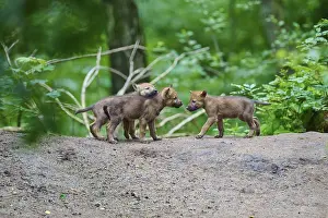 Wolf Cubs In Germany Drucke: Three wolf cubs interact with one another curiously