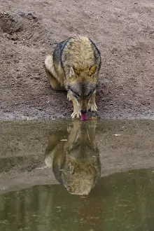 Predator In Nature Drucke: A wolf drinking water at a pond