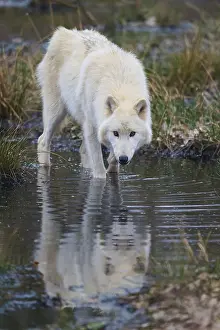 Gray Wolf Drucke: A wolf drinks carefully from a stream and sees its reflection