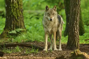 European Gray Wolf Habitat Drucke: A wolf fixates the viewer in a green forest