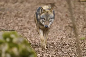 Wolf In Forest Drucke: A wolf in focus moves cautiously through the forest