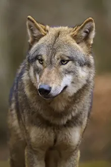 Wolf Wildlife Photography Drucke: A wolf in the forest with a calm