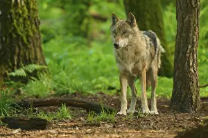 Canis Lupus Drucke: A wolf in the forest with green background