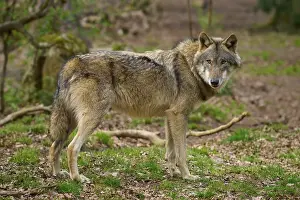Central Europe Wild Animals Drucke: Wolf in the forest, looking attentively