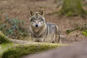 Wolf In Forest Drucke: A wolf in the forest looking intently out of the undergrowth