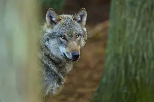 Wildlife Photography In Europe Drucke: A wolf in the forest looks into the camera with a serious expression
