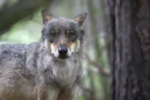 Canine Portrait Photography Drucke: Wolf in the forest, a portrait