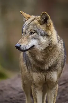 Wolf In Forest Drucke: A wolf in the forest in side profile with a thoughtful expression