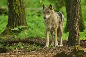 Ein Wolf in einem grünen Wald zwischen Bäumen und Moos.