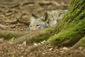 Canis Lupus Drucke: A wolf is hidden behind a tree and looks out cautiously