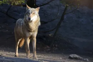 Canidae Species Drucke: Wolf im Wald