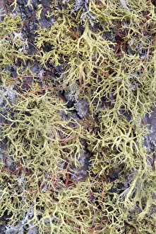 Mountain Range Background Drucke: Wolf Lichen (Letharia vulpina)