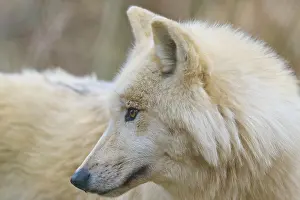 Gray Wolf Drucke: Wolf with light-coloured fur, side view