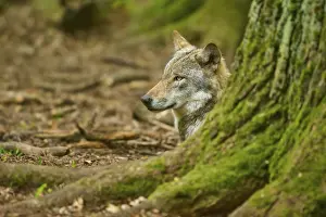 Predator In Nature Drucke: Wolf looking attentively from behind a mossy tree trunk