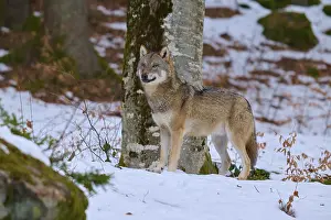 Canidae Species Drucke: A wolf looking into the camera