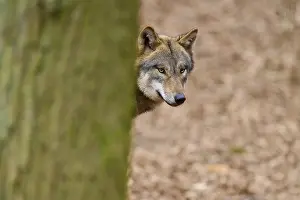 Predator In Nature Drucke: Wolf looking curiously around a tree in the forest