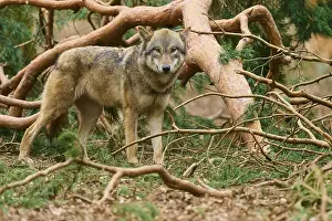 Predator Animal Europe Drucke: Wolf looking directly into the camera and standing between branches in the forest