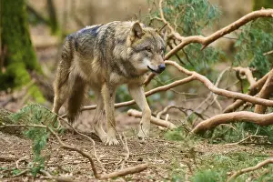 Predator In Nature Drucke: Wolf looking purposefully in the forest surrounded by branches and foliage