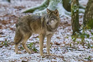 Wolf Standing In Snow Drucke: A wolf looking to the side, standing in a snowy forest