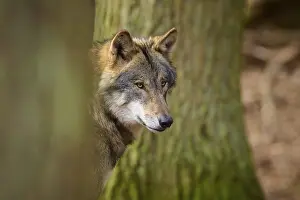 Wolf In Forest Drucke: Wolf looking vigilantly through the trees in the forest
