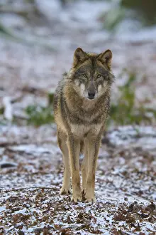 Predator Animal Photos Drucke: A wolf looks attentively into the camera