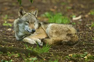 Canis Lupus Habitat Germany Drucke: A wolf lying relaxed in the forest