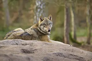Gray Wolf In Forest Drucke: Wolf lying relaxed on a hill in the forest