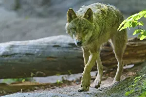 Tree Trunk Wildlife Scene Drucke: A wolf moves cautiously between the fallen tree trunks in the forest