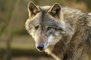 European Mammal Photography Drucke: A wolf with a nervous expression in autumn forest