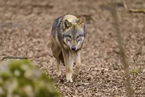 Predator In Nature Drucke: A wolf paces attentively along a forest path