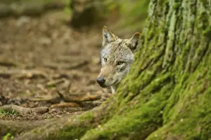 European Wild Animal Drucke: Wolf partially hiding behind a tree trunk in the forest