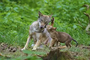 Central Europe Nature Scene Drucke: A wolf plays affectionately with a puppy in the forest