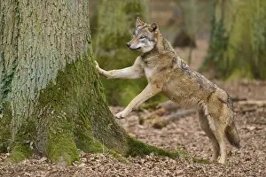 German Forest Landscape Photo Drucke: A wolf puts its paws on a tree in the forest