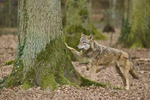 Canis Lupus Habitat Drucke: A wolf with raised paw touching a tree in the forest