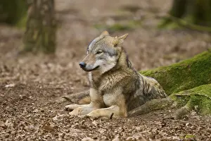 Canis Lupus Natural Environment Drucke: A wolf resting in the forest, surrounded by foliage and trees