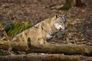 Canis Lupus Natural Environment Drucke: A wolf resting on tree trunks in the forest