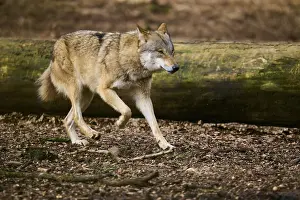 Wolf In Forest Drucke: A wolf runs through the forest