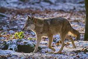 Canis Lupus Habitat Drucke: A wolf runs through the snowy forest