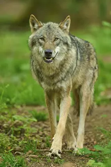 Central Europe Nature Drucke: A wolf with shown teeth in the forest