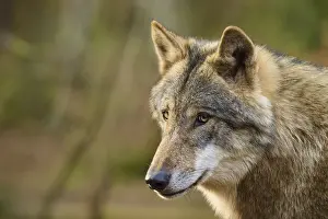 Central Europe Wildlife Pictures Drucke: Wolf shows a concentrated expression while looking to the side