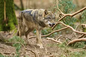 Gray Wolf In Germany Drucke: Wolf sneaking through the forest