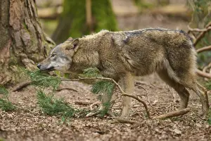 Predator In Nature Drucke: A wolf sniffs curiously at a pine branch in the forest