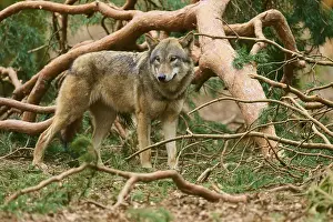 Gray Wolf In Germany Drucke: Wolf standing attentively between fallen branches in the forest