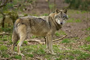 Central Europe Wild Animals Drucke: Wolf standing in the forest, looking directly into the camera