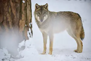 Predator Animal Photography Drucke: Wolf standing motionless next to a tree in a snow-covered forest